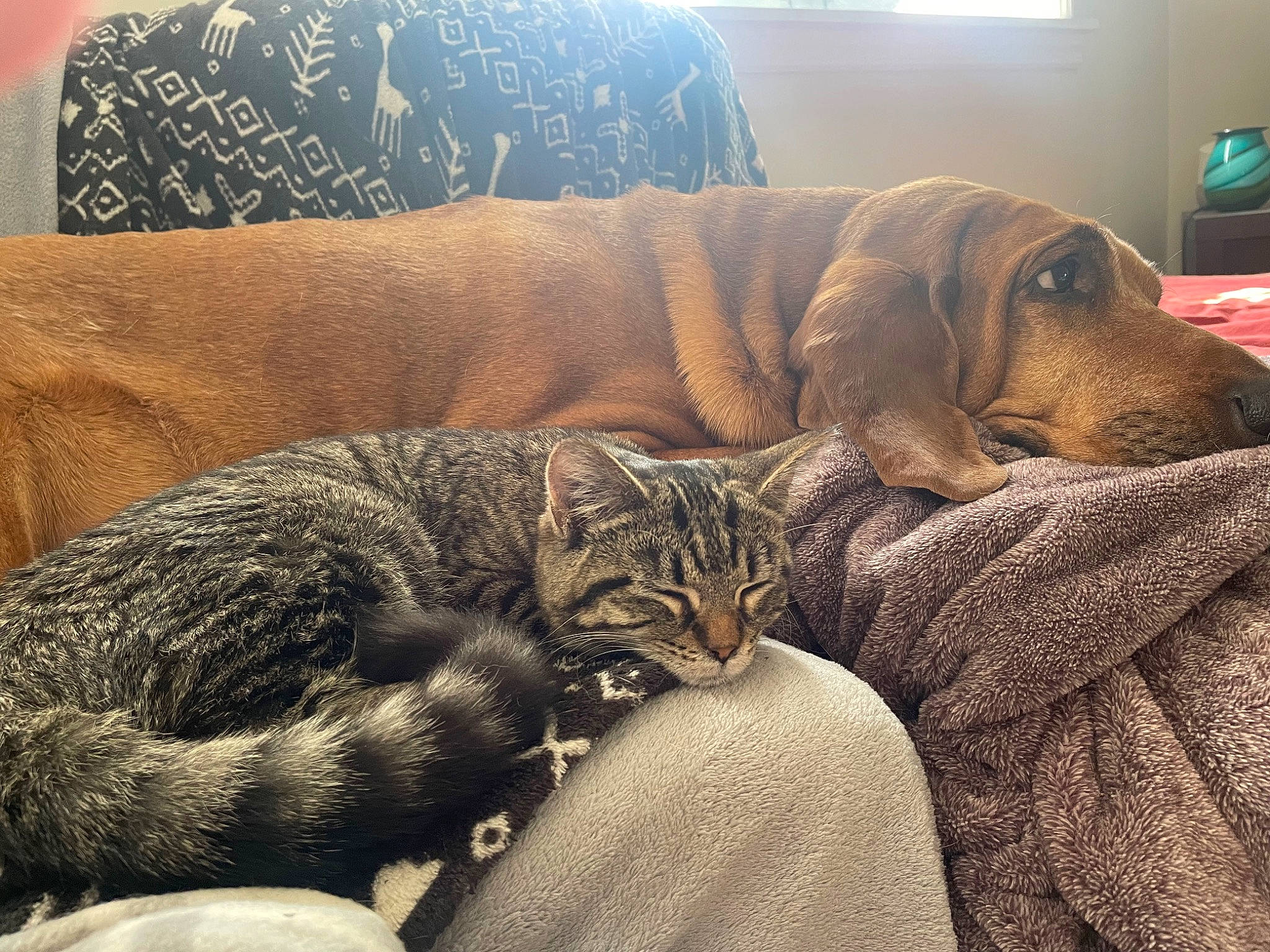 Penelope is registered to the contest to win money with this photo: bedding, carnivore, cat, cloud, comfort, companion_dog, dog, domestic_short_haired_cat, felidae, fur, grey, linens, metal, nap, sky, small_to_medium_sized_cats, snout, whiskers, wood, working_animal