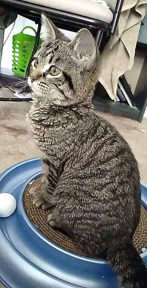 Penelope joined the competition — help win amazing prizes! art, automotive_tire, carnivore, cat, cat_supply, claw, domestic_short_haired_cat, felidae, fur, monochrome_photography, sitting, small_to_medium_sized_cats, snout, tail, terrestrial_animal, vertebrate, whiskers