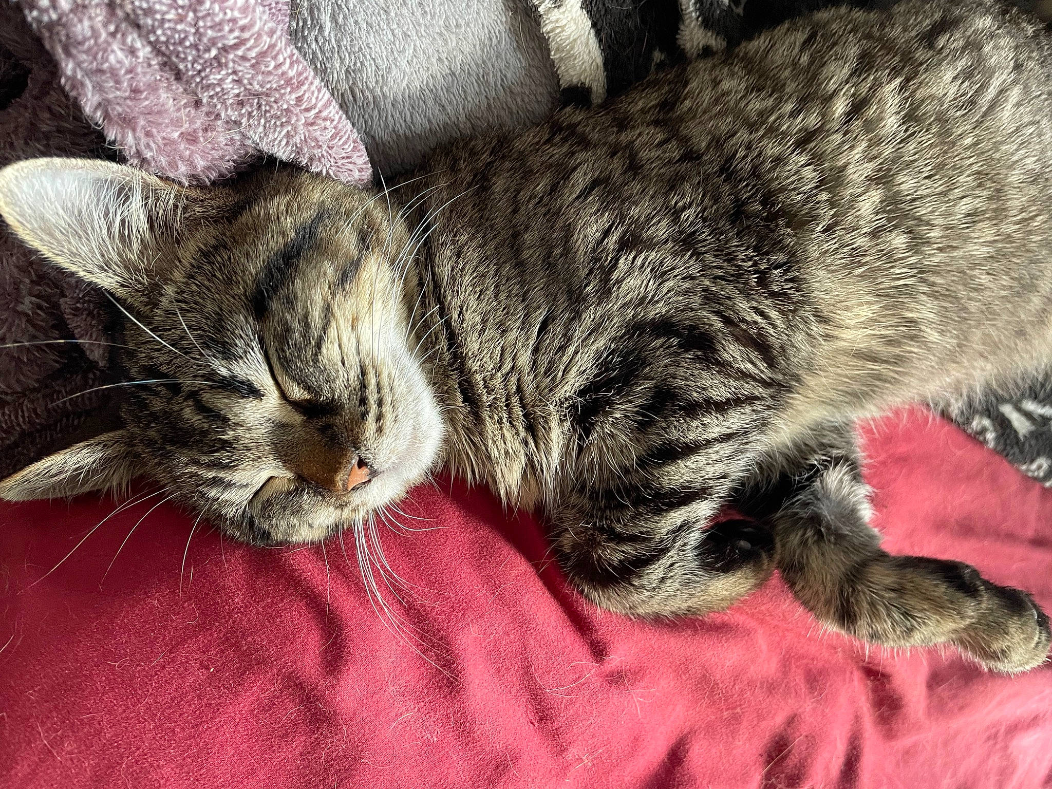 Penelope joined the competition — help win amazing prizes! bored, carnivore, cat, claw, comfort, domestic_short_haired_cat, ear, eye, felidae, fur, grass, grey, nap, paw, sleep, small_to_medium_sized_cats, snout, tail, vertebrate, whiskers