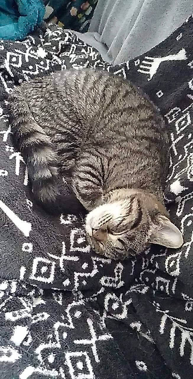 Penelope is registered to the contest to win money with this photo: adaptation, art, carnivore, claw, darkness, felidae, font, fur, illustration, monochrome, monochrome_photography, organism, photo_caption, poster, small_to_medium_sized_cats, snout, tail, terrestrial_animal, whiskers, wildlife