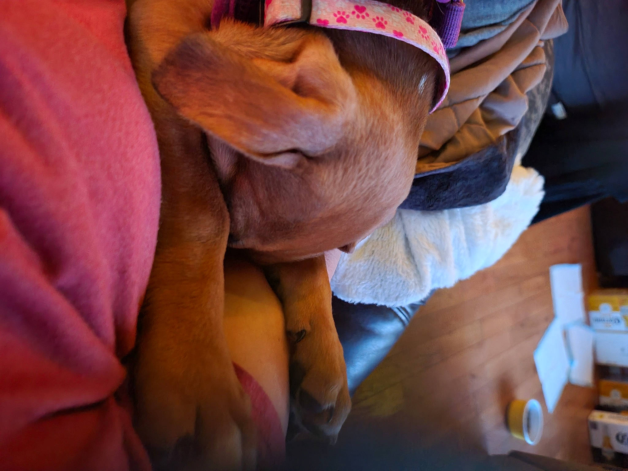 Maggie joined the competition — help win amazing prizes! comfort, companion_dog, dog, fawn, flooring, fun, gesture, hardwood, hat, human_leg, nail, personal_protective_equipment, sitting, sporting_group, sun_hat, wood, wood_stain, working_animal, wrinkle, wrist