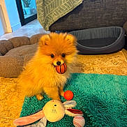 Lumi a rejoint le concours — aidez-le/la à gagner de superbes lots ! dog, pomeranian, puppy, fluffy, orange_fur, small_dog, pet, toy, basketball, tennis_ball, baseball, plush_toy, rug, indoor, living_room, pet_bed, couch, carpet, sitting, cute