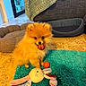dog, pomeranian, puppy, fluffy, orange_fur, small_dog, pet, toy, basketball, tennis_ball, baseball, plush_toy, rug, indoor, living_room, pet_bed, couch, carpet, sitting, cute