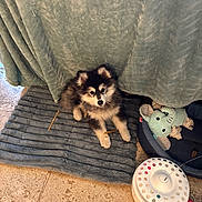 Verso a rejoint le concours — aidez-le/la à gagner de superbes lots ! puppy, dog, small_dog, fluffy, black_and_tan, pet, animal, sitting, looking_at_camera, face, ears, fur, dog_bed, blanket, stuffed_toy, chew_toy, puzzle_toy, indoor, tile_floor, home