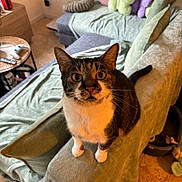 Rocket participe au concours pour gagner de l'argent avec cette photo : cat, tuxedo_cat, pet, animal, whiskers, ears, eyes, portrait, sitting, alert, indoors, living_room, sofa, armchair, blanket, pillows, furniture, home, cozy, photography