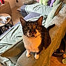 cat, tuxedo_cat, pet, animal, whiskers, ears, eyes, portrait, sitting, alert, indoors, living_room, sofa, armchair, blanket, pillows, furniture, home, cozy, photography