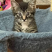 Eevee joined the competition — help win amazing prizes! cat, kitten, tabby, furry, whiskers, ears, eyes, wide_eyed, portrait, sitting, indoor, cozy, blanket, cat_tower, pet, animal, blue, gray, home, cute