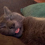 Benjamin is registered to the contest to win money with this photo: cat, sleeping, tongue_out, grey_fur, close_up, cozy, indoor, cushion, blanket, pet, feline, whiskers, relaxed, cute, resting, domestic_animal, soft_texture, face, nap, comfort