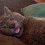 cat, sleeping, tongue_out, grey_fur, close_up, cozy, indoor, cushion, blanket, pet, feline, whiskers, relaxed, cute, resting, domestic_animal, soft_texture, face, nap, comfort