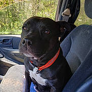 Jazzmine is registered to the contest to win money with this photo: dog, black_dog, pet, car_interior, car_seat, orange_collar, animal, portrait, sitting, sunlight, window, trees, nature, daylight, cute, domestic_animal, canine, inside_car, close_up, calm