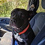 dog, black_dog, pet, car_interior, car_seat, orange_collar, animal, portrait, sitting, sunlight, window, trees, nature, daylight, cute, domestic_animal, canine, inside_car, close_up, calm