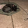 animal, blanket, calm, collar, companion, concrete_floor, cozy, curled_up, dark, dog, fur, leash, night, outdoor, pavement, pet, quiet, relaxed, resting, sleeping