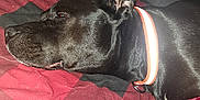 Jazzmine is registered to the contest to win money with this photo: animal, bed, black_dog, blanket, checkered_blanket, closeup, collar, comfort, cozy, dog, domestic_animal, ear, fur, indoor, pet, red_blanket, relaxed, resting, sleeping, snout