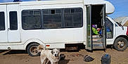 Stella is registered to the contest to win money with this photo: dog, white_bus, open_door, tools, dry_ground, blue_sky, outdoor, vehicle, canine, scruffy_dog, tail, clutter, rural, daytime, transport, tire, metal_steps, shadow, dirt, equipment