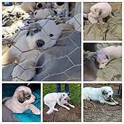 Stella is registered to the contest to win money with this photo: puppy, dog, white, gray, fluffy, cute, animal, pet, collage, blanket, outdoor, grass, playful, lying_down, young, fur, canine, resting, closeup, adorable