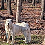 Stella is registered to the contest to win money with this photo: dog, white_dog, animal, pet, forest, trees, outdoor, nature, leaves, grass, canine, standing, daylight, collar, fur, mammal, alert, curious, wooded_area, background