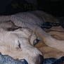 Stella is registered to the contest to win money with this photo: dog, sleeping, blanket, cozy, fur, rest, animal, pet, indoors, closeup, peaceful, relaxation, snout, paw, comfort, dark_background, soft_lighting, mammal, canine, nap