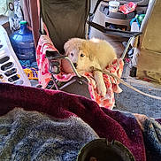 Izzy joined the competition — help win amazing prizes! blanket, canine, chair, clutter, cup, cup_holder, dashboard, dog, floor_mat, indoor, laundry_basket, pet, plastic_bottle, puppy, relaxing, seat, stick, straw, vehicle_interior, water_jug