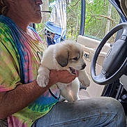 Izzy is registered to the contest to win money with this photo: man, puppy, dog, tie_dye_shirt, cigarette, car_interior, steering_wheel, open_car_door, forest, towel, window, sitting, holding, tongue_out, outdoor, nature, casual, pet, companion, relaxed