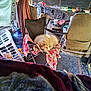 Izzy is registered to the contest to win money with this photo: blanket, carpet, clutter, cup, curtain, dog, floor_mat, folding_chair, laundry_basket, leash, pet, plastic_cup, puppy, resting, seat, steering_wheel, sunlight, vehicle_interior, water_jug, window
