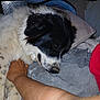 Ava joined the competition — help win amazing prizes! dog, black_and_white, resting, pillow, blanket, human_arm, petting, cozy, indoor, fur, sleeping, close_up, comfort, animal, companion, relaxation, soft, white, black, laying_down