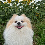 Rox participe au concours pour gagner de l'argent avec cette photo : dog, pomeranian, fluffy, happy, tongue_out, sunflowers, flower_field, greenery, grass, outdoor, nature, pet, animal, smiling, cute, fur, plant, summer, sky, leash