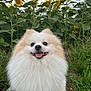 dog, pomeranian, fluffy, happy, tongue_out, sunflowers, flower_field, greenery, grass, outdoor, nature, pet, animal, smiling, cute, fur, plant, summer, sky, leash