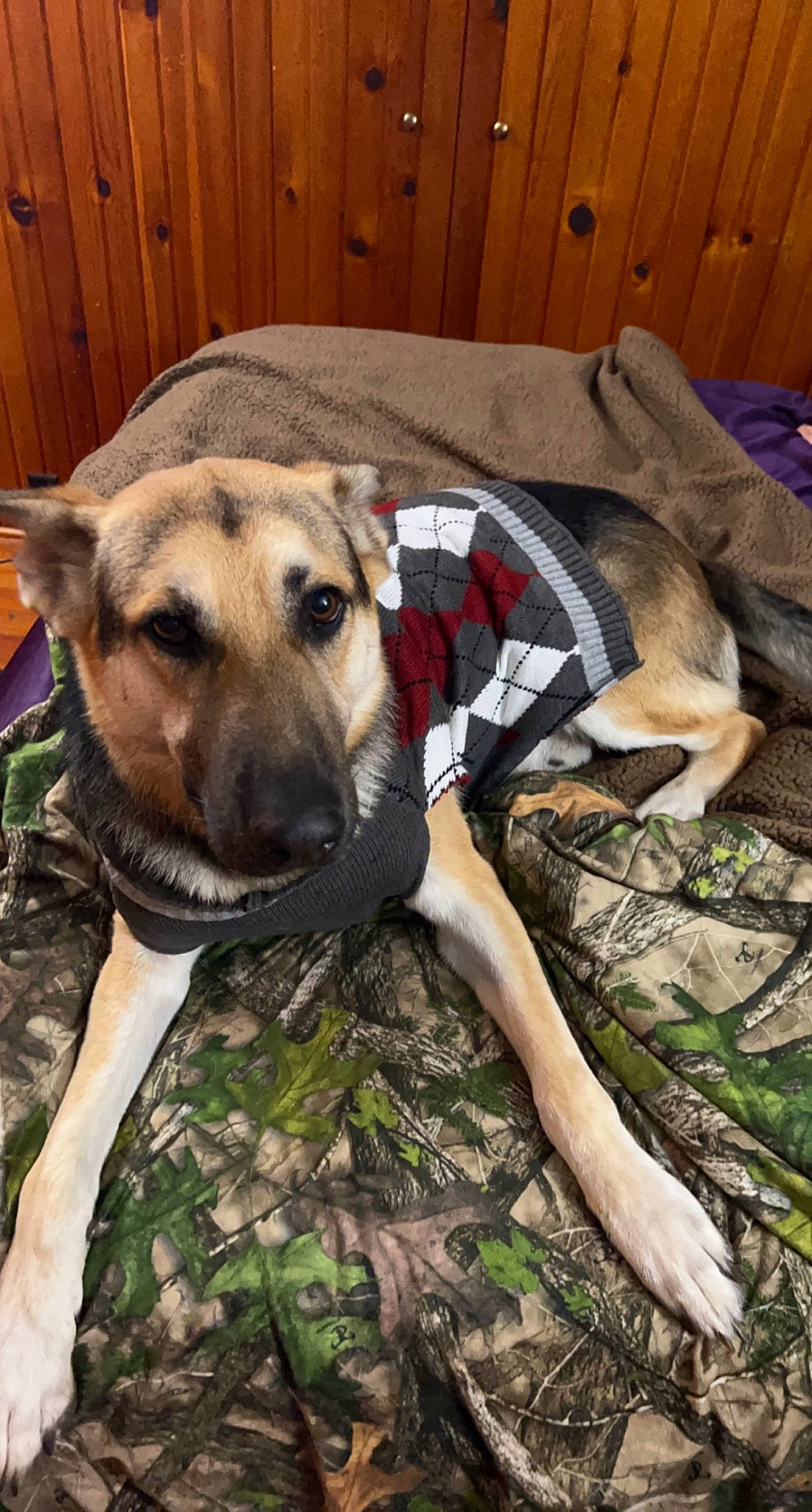 Hades joined the competition — help win amazing prizes! canidae, carnivore, collar, companion_dog, dog, dog_breed, dog_collar, dog_supply, fawn, fur, guard_dog, non_sporting_group, sighthound, snout, sporting_group, terrestrial_animal, whiskers, wood, working_animal, working_dog