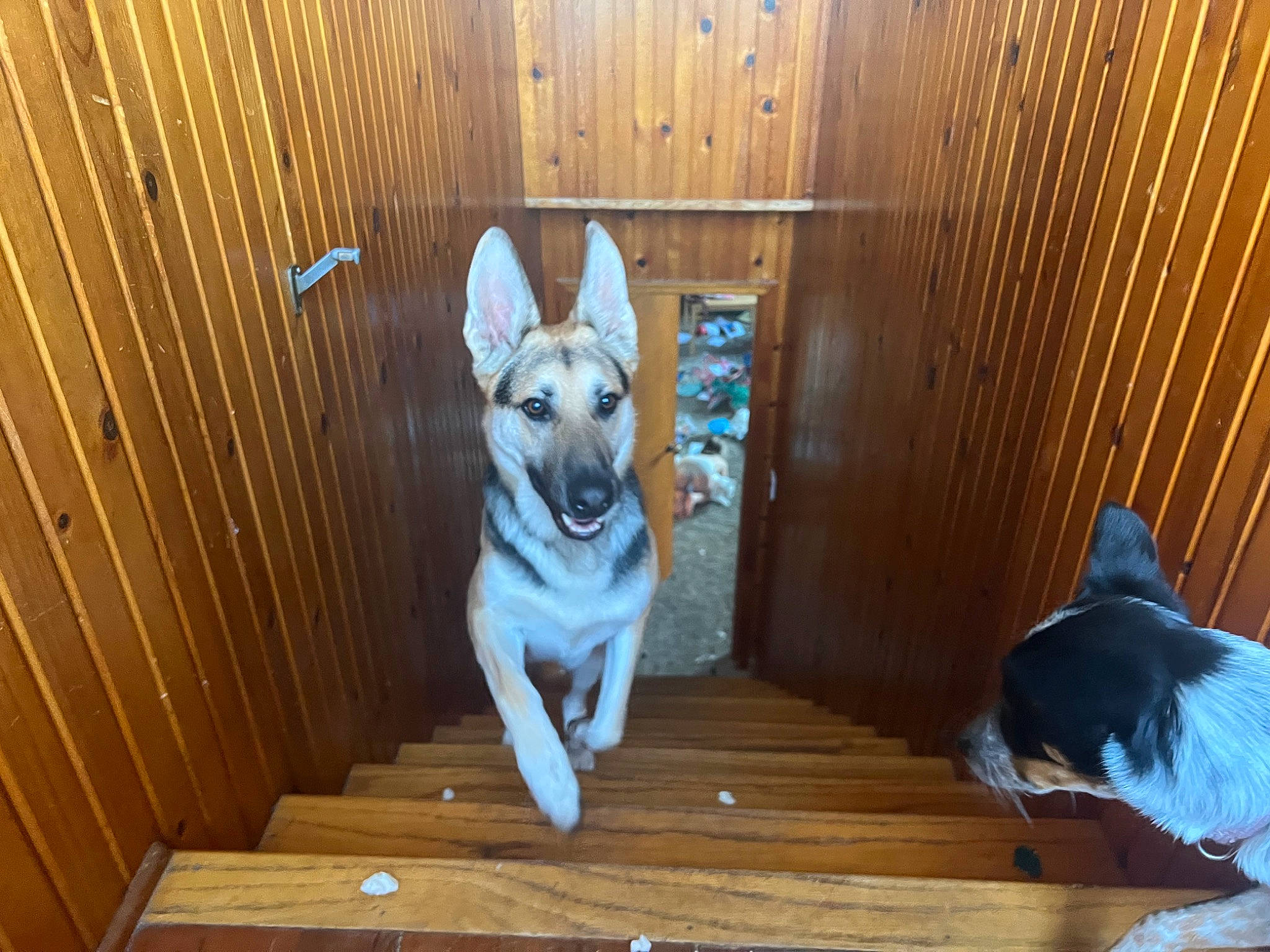 Hades is registered to the contest to win money with this photo: canidae, carnivore, companion_dog, dog, dog_breed, fawn, floor, flooring, fur, guard_dog, hardwood, mammal, room, sporting_group, tail, vertebrate, window, wood, working_animal, working_dog