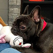 Dobby is registered to the contest to win money with this photo: dog, french_bulldog, plush_toy, indoor, fireplace, red_collar, close_up, pet, cute, black_dog, stuffed_animal, cozy, resting, animal, toy, fur, relaxing, companion, home, portrait