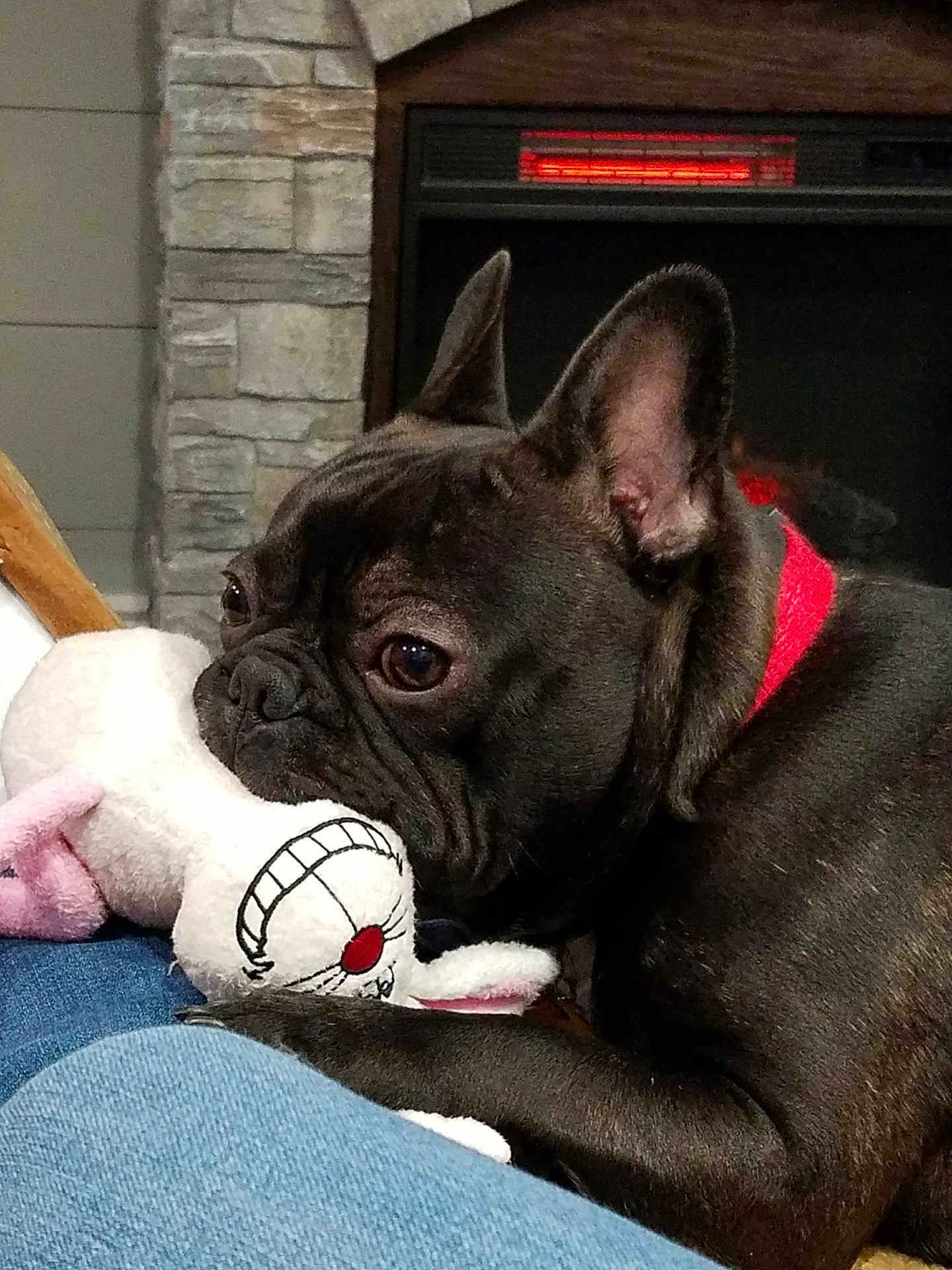 Dobby is registered to the contest to win money with this photo: dog, french_bulldog, plush_toy, indoor, fireplace, red_collar, close_up, pet, cute, black_dog, stuffed_animal, cozy, resting, animal, toy, fur, relaxing, companion, home, portrait