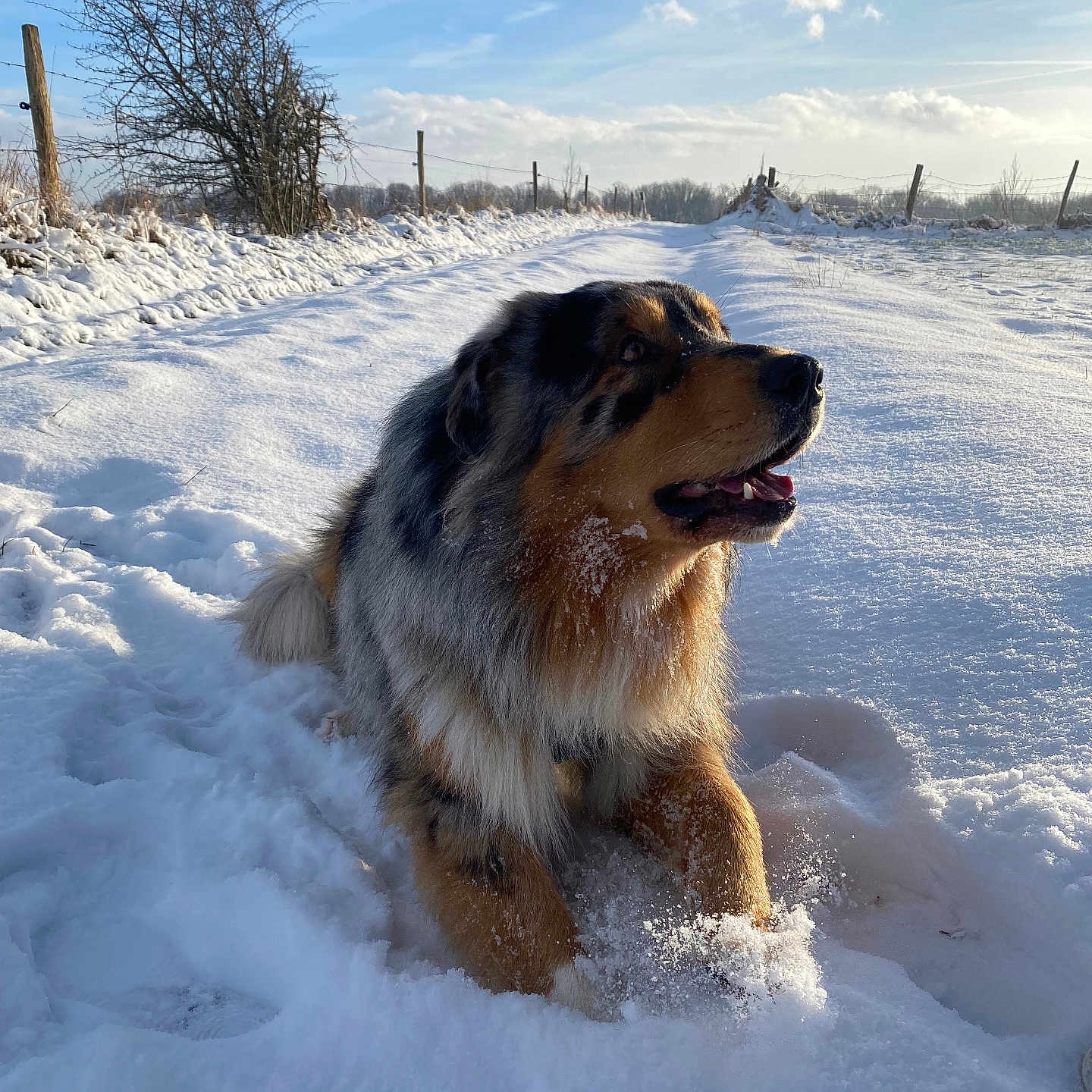 Tyrex a rejoint le concours — aidez-le/la à gagner de superbes lots ! animal, architecture, canine, collie, dog, germanshepherd, goldenretriever, husky, ice, nature, outdoors, pet, plant, puppy, sky, snow, soil, tree, weather, winter