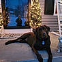 animal, chocolate_labrador, christmas_lights, concrete_floor, decorations, dog, evening, front_door, holiday_decor, home, outdoor, pet, porch, potted_plant, relaxing, rocking_chair, statue, tree, welcome_sign, winter