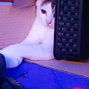 Mya participe au concours pour gagner de l'argent avec cette photo : cat, cardboard_box, basket, white_cat, indoor, pet, feline, relaxed, curious, paw, eye, fur, closeup, cozy, blurred_background, colorful, soft_light, resting, domestic_animal, home