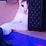 cat, cardboard_box, basket, white_cat, indoor, pet, feline, relaxed, curious, paw, eye, fur, closeup, cozy, blurred_background, colorful, soft_light, resting, domestic_animal, home