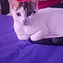 Mya a rejoint le concours — aidez-le/la à gagner de superbes lots ! cat, white_cat, indoor, purple_bedspread, blanket, pet, animal, feline, cute, relaxed, lying_down, ears_up, looking_at_camera, cozy, domestic, fur, whiskers, tail, bedroom, soft_lighting