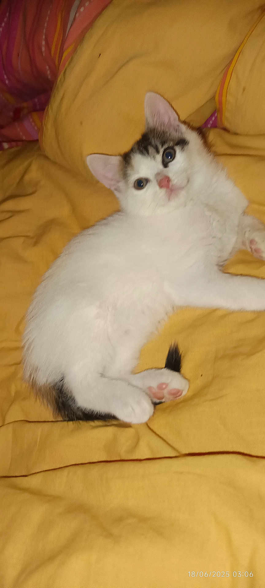 Mya