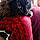 Chipie
