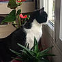 bed, black_and_white_cat, calm, cat, curious_cat, daylight, domestic_animal, furniture, green_leaves, home, indoor, looking_out_window, pet, pink_bedding, plant, potted_plant, red_flowers, striped_pot, succulent, window