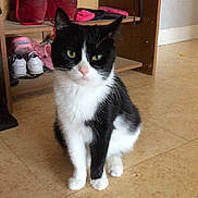 Gogo a rejoint le concours — aidez-le/la à gagner de superbes lots ! animal, black_and_white_cat, boots, cat, curious, domestic_cat, feline, floor, green_eyes, hippo_slippers, home, indoor, pet, pink_slippers, plush_slippers, red_boots, shoe_rack, shoes, sitting, tile_floor