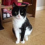 animal, black_and_white_cat, boots, cat, curious, domestic_cat, feline, floor, green_eyes, hippo_slippers, home, indoor, pet, pink_slippers, plush_slippers, red_boots, shoe_rack, shoes, sitting, tile_floor