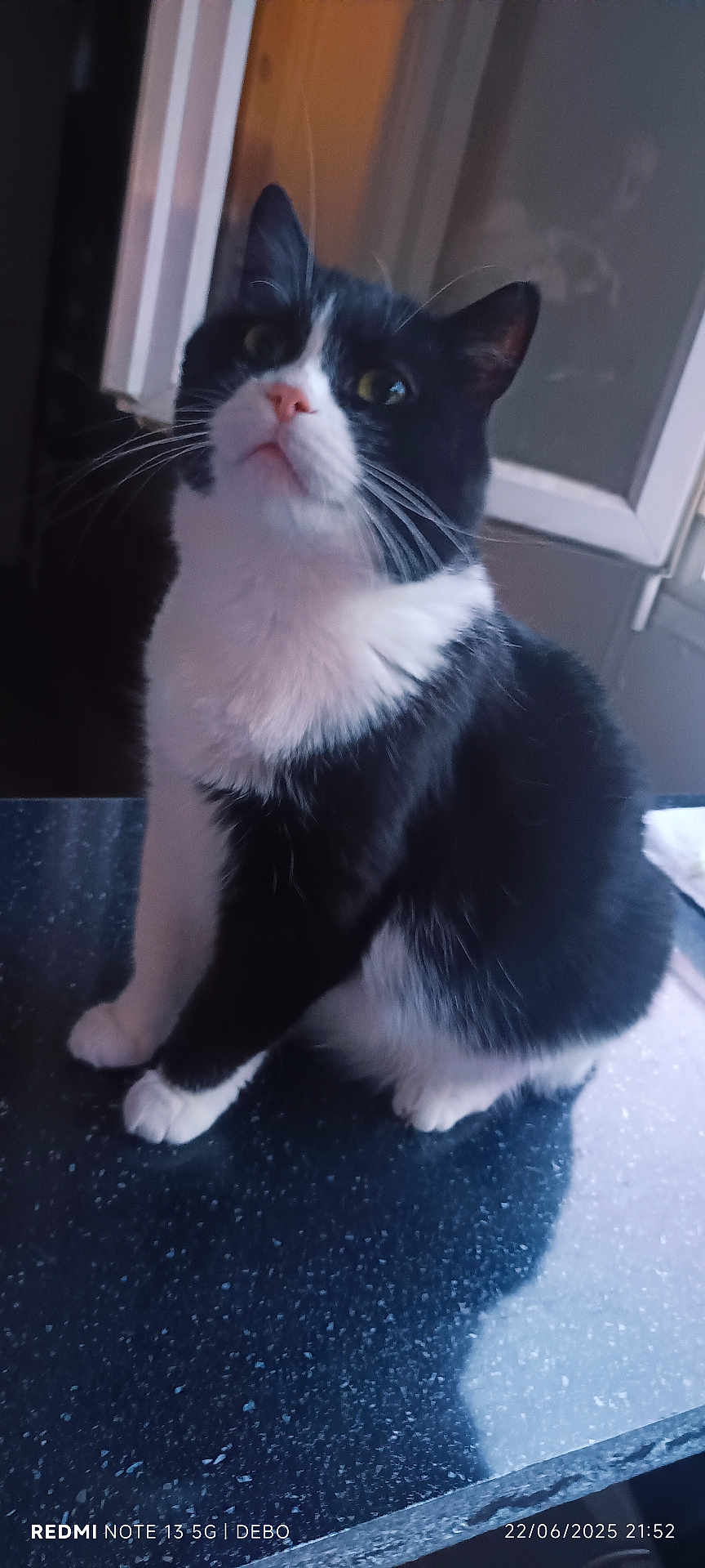Gogo participe au concours pour gagner de l'argent avec cette photo : cat, black_and_white, pet, indoor, countertop, feline, whiskers, window, door, curious, animal, domestic, fur, sitting, looking_up, home, shadow, soft_light, close_up, table