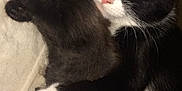Gogo participe au concours pour gagner de l'argent avec cette photo : animal, black_and_white_cat, blanket, cat, close_up, cozy, cuddle, cute, floral_pattern, friendship, fur, gray_kitten, indoor, kitten, nose, paw, pet, resting, sleeping, whiskers