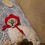 cat, sleeping, red_bonnet, knitted_hat, two_cats, patterned_surface, blue_and_white, cozy, cute, pet, indoor, resting, feline, animal, domestic_cat, relaxed, soft_fur, headwear, adorable, companion
