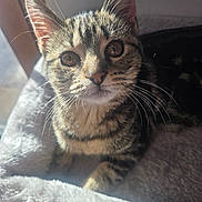 Bella participe au concours pour gagner de l'argent avec cette photo : cat, kitten, tabby, feline, pet, animal, portrait, close_up, face, eyes, whiskers, ears, fur, striped, brown, indoor, sunlight, blanket, cozy, sitting