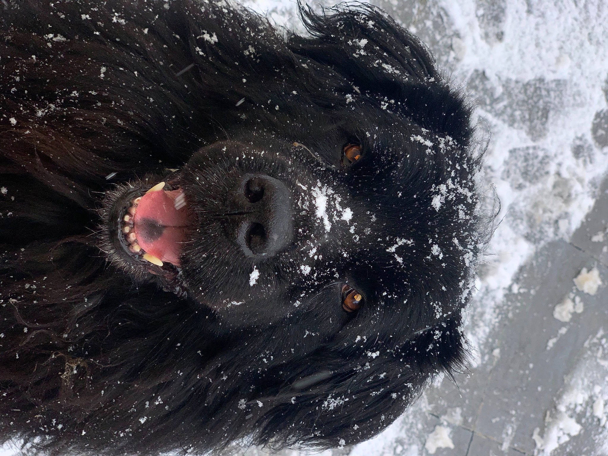 Gigi participe au concours pour gagner de l'argent avec cette photo : art, astronomical_object, circle, eyelash, freezing, fur, liquid, macro_photography, painting, primate, snout, snow, visual_arts, water, wind_wave