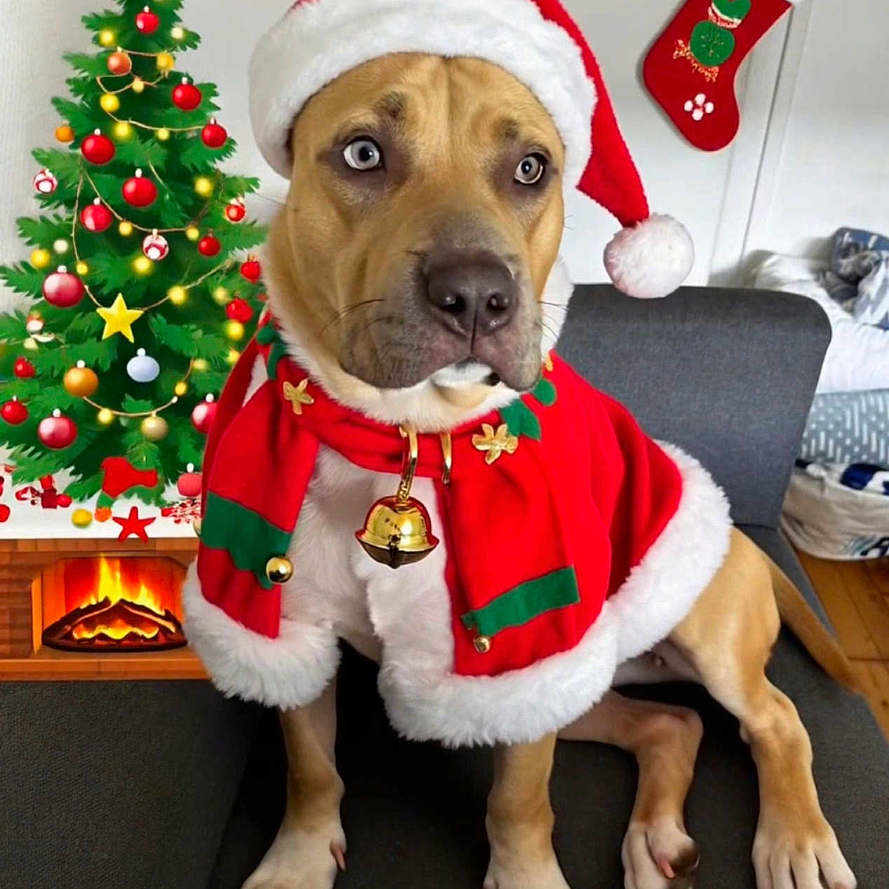 Nala a rejoint le concours — aidez-le/la à gagner de superbes lots ! christmas_lights, christmas_outfit, christmas_tree, couch, decorations, dog, festive, fireplace, fur, gift, holiday, holiday_spirit, indoor, jingle_bell, pet, red_cloak, santa_hat, seated, stocking, wooden_floor