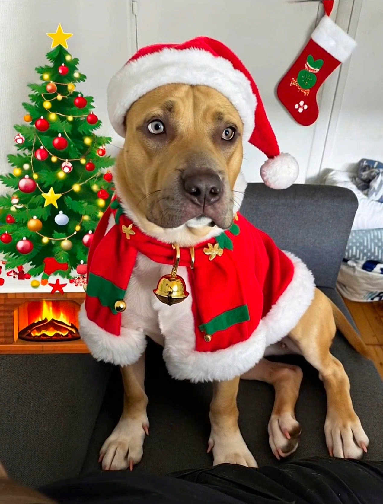 Nala a rejoint le concours — aidez-le/la à gagner de superbes lots ! dog, santa_hat, christmas_outfit, red_cloak, jingle_bell, couch, christmas_tree, fireplace, stocking, holiday, festive, indoor, pet, decorations, wooden_floor, fur, seated, christmas_lights, gift, holiday_spirit