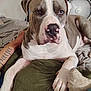 Mana is registered to the contest to win money with this photo: dog, bed, cushion, paw, resting, indoor, animal, canine, relaxed, large_dog, small_dog, fur, face, ear, nostril, tongue_hidden, tattoo, fan, blanket, human_arm