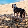 dog, beach, sand, ocean, water, mountain, collar, shadow, sky, outdoor, nature, animal, canine, shore, landscape, daytime, vacation, summer, scenery, walking